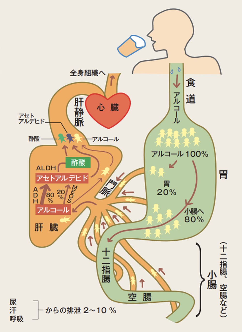 お酒を分解するしくみ